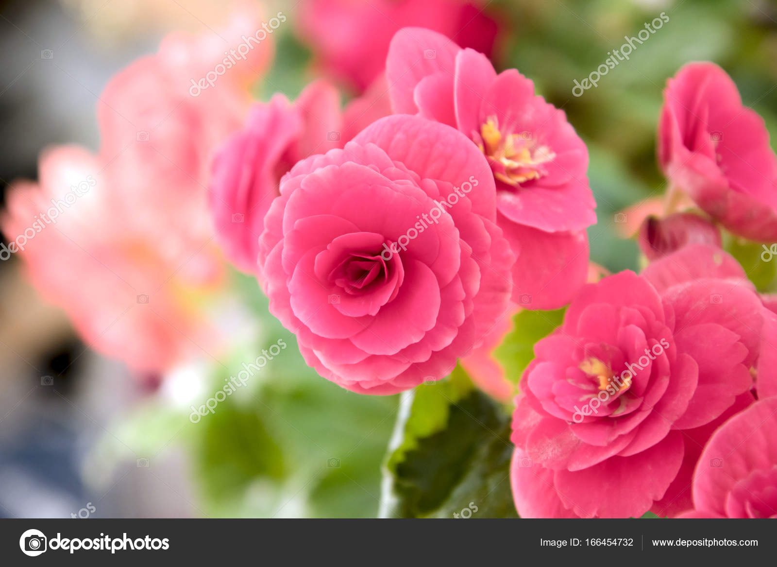 Begonia rosa claro flores fotos de stock, imágenes de Begonia rosa claro  flores sin royalties | Depositphotos