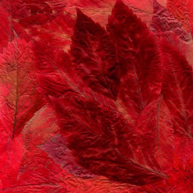 Background laid out of dried bright red and burgundy leaves from clipart