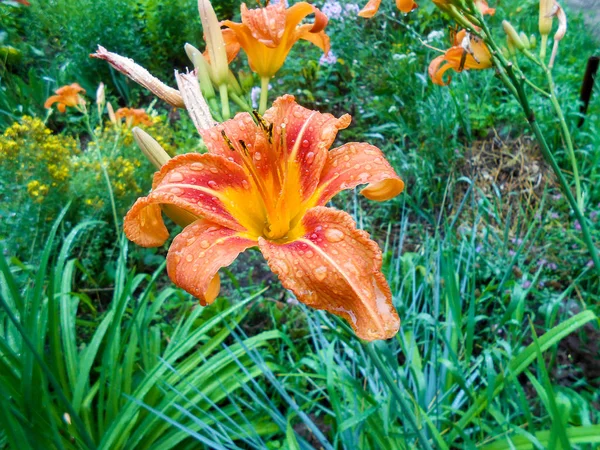Lilia kolorowe świeże kwiaty w ogrodzie. — Zdjęcie stockowe