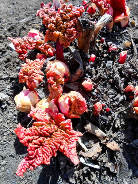 Piros levelek a rebarbara hajtások a földön — Stock Fotó