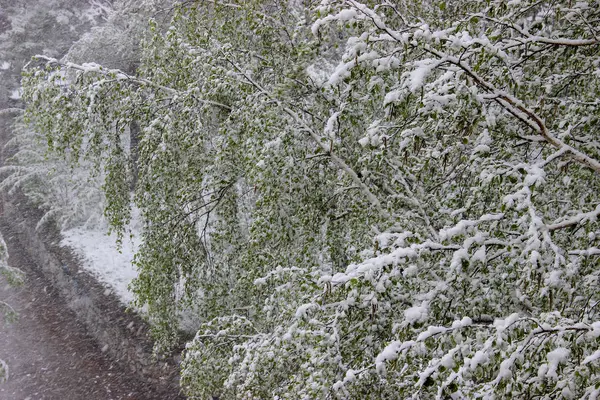 Regresso do Inverno, queda de neve. As grandes folhas verdes de vidoeiros covere — Fotografia de Stock