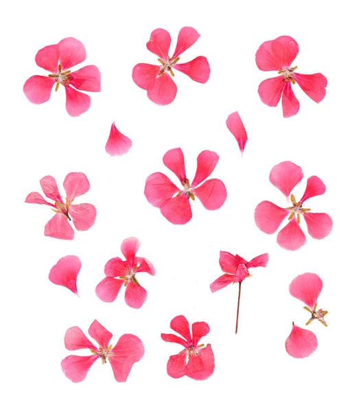 Serie getrocknete gepresste Blütenblätter aus zartrosa Geranien — Stockfoto