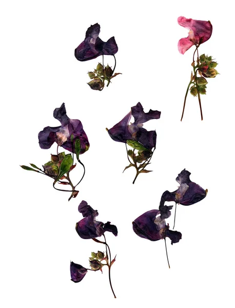 Conjunto seco de guisantes dulces de flores azules aisladas sobre un fondo blanco —  Fotos de Stock