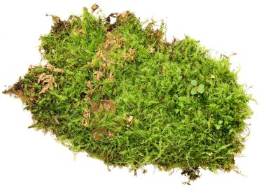 yeşil yosun beyaz bir arka plan üzerinde izole bir yığın