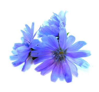 beyaz izole mavi hindiba çiçek Çizim