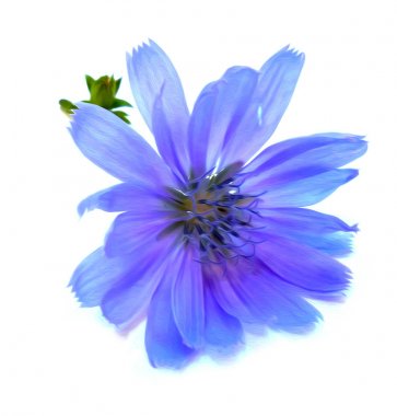 beyaz izole mavi hindiba çiçek Çizim