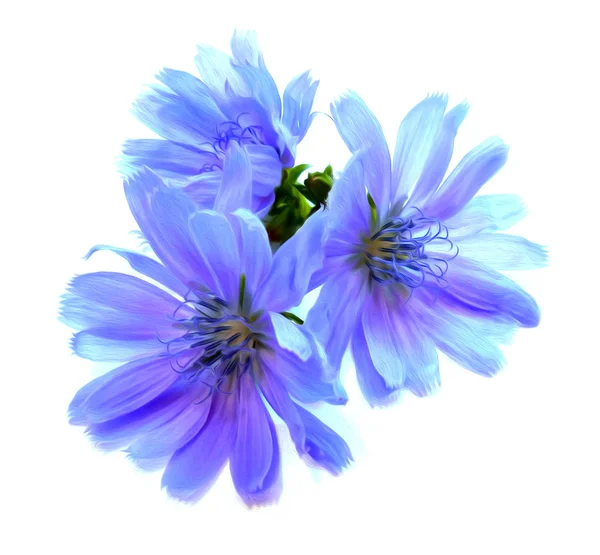 beyaz izole mavi hindiba çiçek Çizim