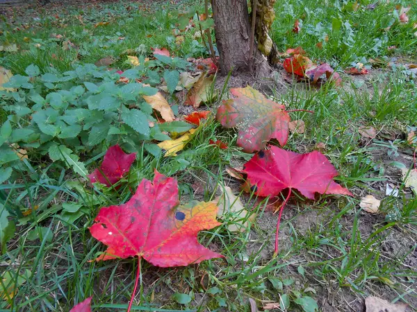 Desmoronamento manchado amarelo e laranja folhas de bordo na grama verde — Fotografia de Stock