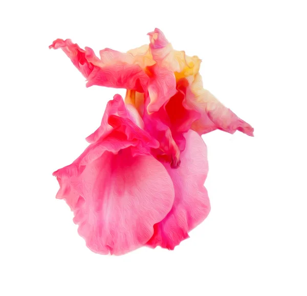 Квітка гладіолуса ізольована на білому цифровому живописі — стокове фото