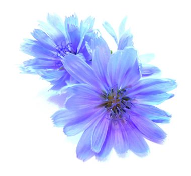 beyaz izole mavi hindiba çiçek Çizim