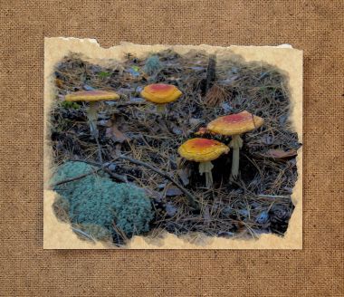 pinery forest landscape, through pine needles on the ground peep clipart