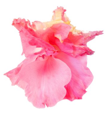 Beyaz dijital boyama izole Glayöl çiçek