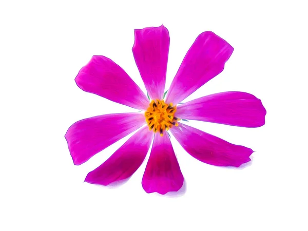 多色 kosmeya 新鮮なデリの小さな花束のイラスト — ストック写真