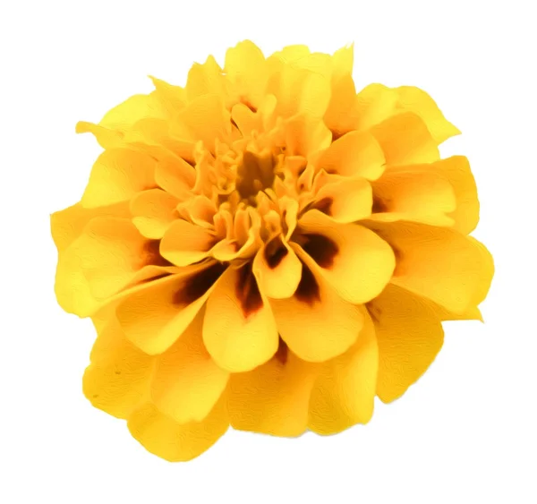 Marigold λουλούδι απομονωμένη βρίσκεται στην λευκή ψηφιακή ζωγραφική — Φωτογραφία Αρχείου