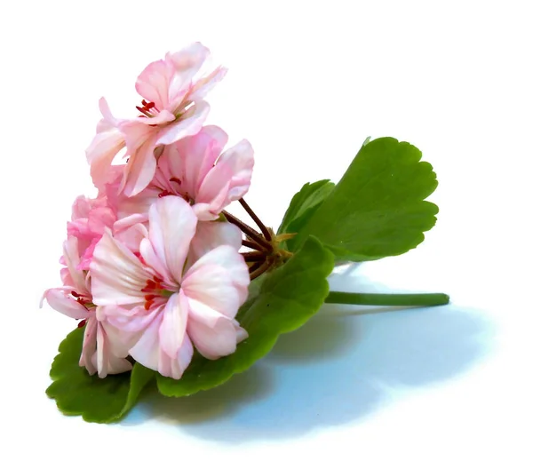 Flores de gerânio na forma de rosas frescas na folha verde — Fotografia de Stock