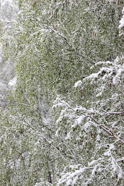 Rückkehr des Winters, Schneefall. grüne große Blätter von Birken bedecken — Stockfoto