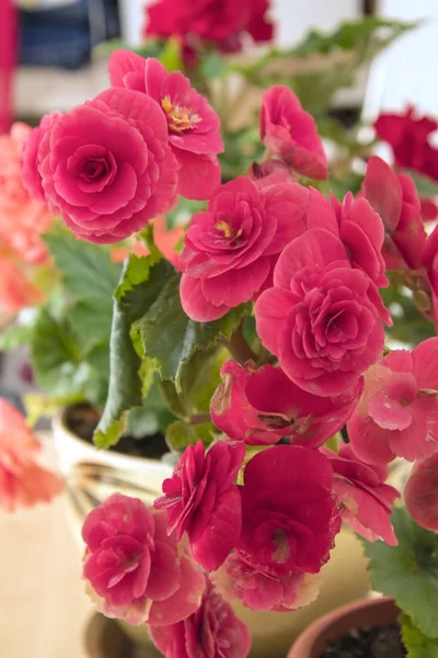 Tender fresh pink begonia  terry flowers and petals  bush in a t — Stock Photo, Image