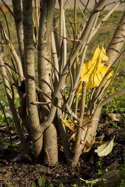 Otoño parque una hoja de arce amarillo solitario enredado entre la rama —  Fotos de Stock