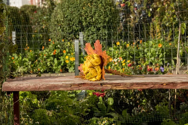 Parque de outono, buquê de rosas feitas de folhas de bordo caídas — Fotografia de Stock