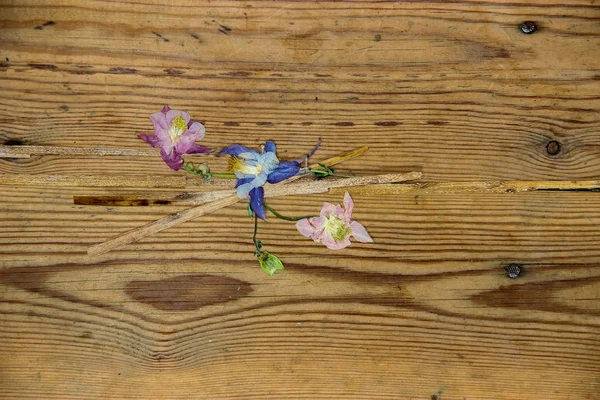 Flores secas murchas em uma superfície de madeira escura — Fotografia de Stock