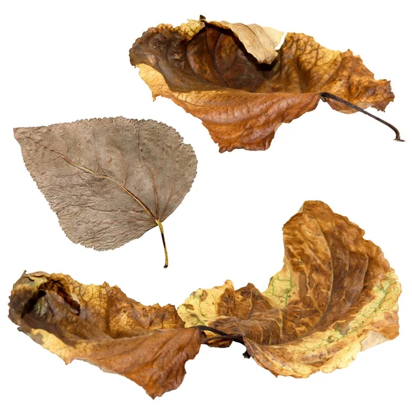 Getrocknet ein riesiges zerknittertes Braun mit goldenen und grün-geäderten Blättern — Stockfoto