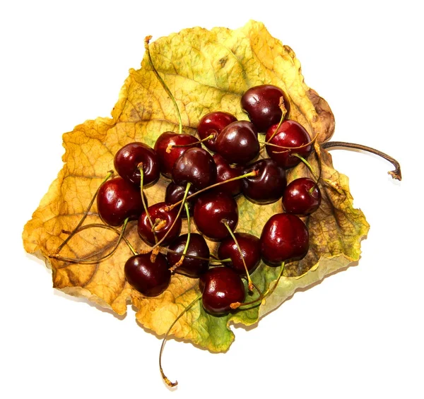 Auf ein getrocknetes welkes, verdrehtes Blatt Pappel legte eine Handvoll — Stockfoto