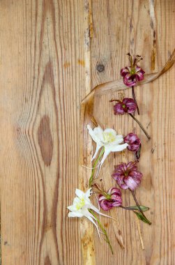 Kurutulmuş solmuş lilyum ve koyu ahşap surfac üzerinde beyaz aquilegia