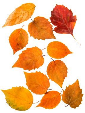 Yağ çekmek illüstrasyon kümesinin preslenmiş dağınık aspen ve bir kuru