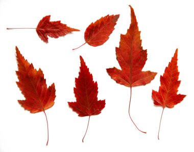 Yağ çekmek illüstrasyon kümesinin dağınık kavak yaprakları preslenmiş Kuru,