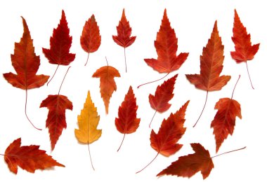 Yağ çekmek illüstrasyon kümesinin dağınık kavak yaprakları preslenmiş Kuru,