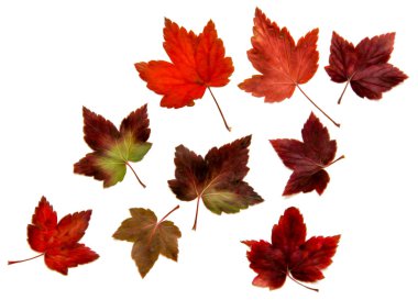 Yağ çekmek illüstrasyon kümesinin dağınık Frenk üzümü bırak preslenmiş Kuru