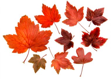 Yağ çekmek illüstrasyon kümesinin dağınık Frenk üzümü bırak preslenmiş Kuru