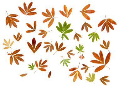 Petrol beraberlik illüstrasyon kümesinin preslenmiş kuru taze dağınık toplamak