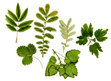 Yağ çekmek illüstrasyon kümesinin dağınık yeşil yaprakları preslenmiş Kuru 