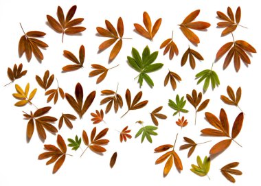 Petrol beraberlik illüstrasyon kümesinin preslenmiş kuru taze dağınık toplamak