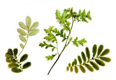 Yağ çekmek illüstrasyon kümesinin dağınık yeşil yaprakları preslenmiş Kuru 