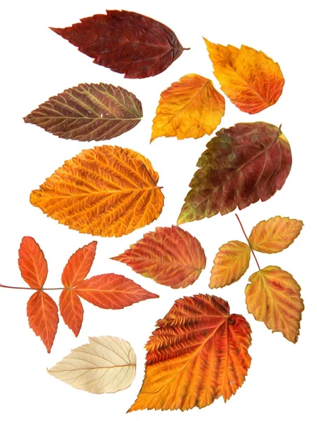 Yağ çekmek illüstrasyon kümesinin dağınık ahududu l preslenmiş Kuru