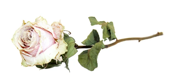 长茎枯萎的白玫瑰干花卉标本馆 — 图库照片