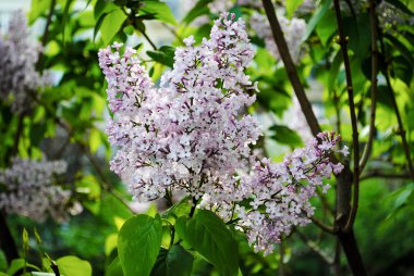 Bir buket beyaz ve mor Lila