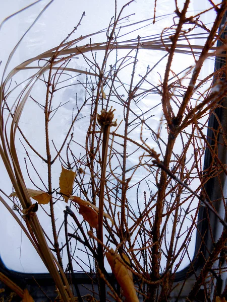 Un ramo de ramas de hojas de arce en un cristal de ventana de invierno con p — Foto de Stock