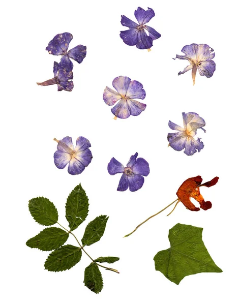 Geperste bloemen phlox instellen perspectief. — Stockfoto