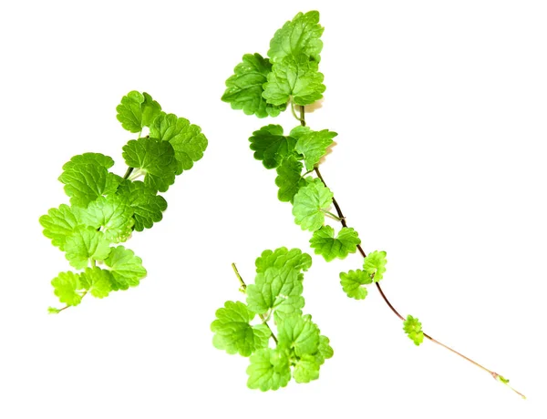 Sammansättningen av färska gröna blad av marktäckande — Stockfoto