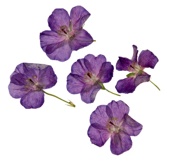 Herbier de fleurs violettes séchées et pressées violettes isolées — Photo