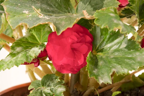Terry przetargu świeże różowy begonia kwiaty i płatki bush w t — Zdjęcie stockowe
