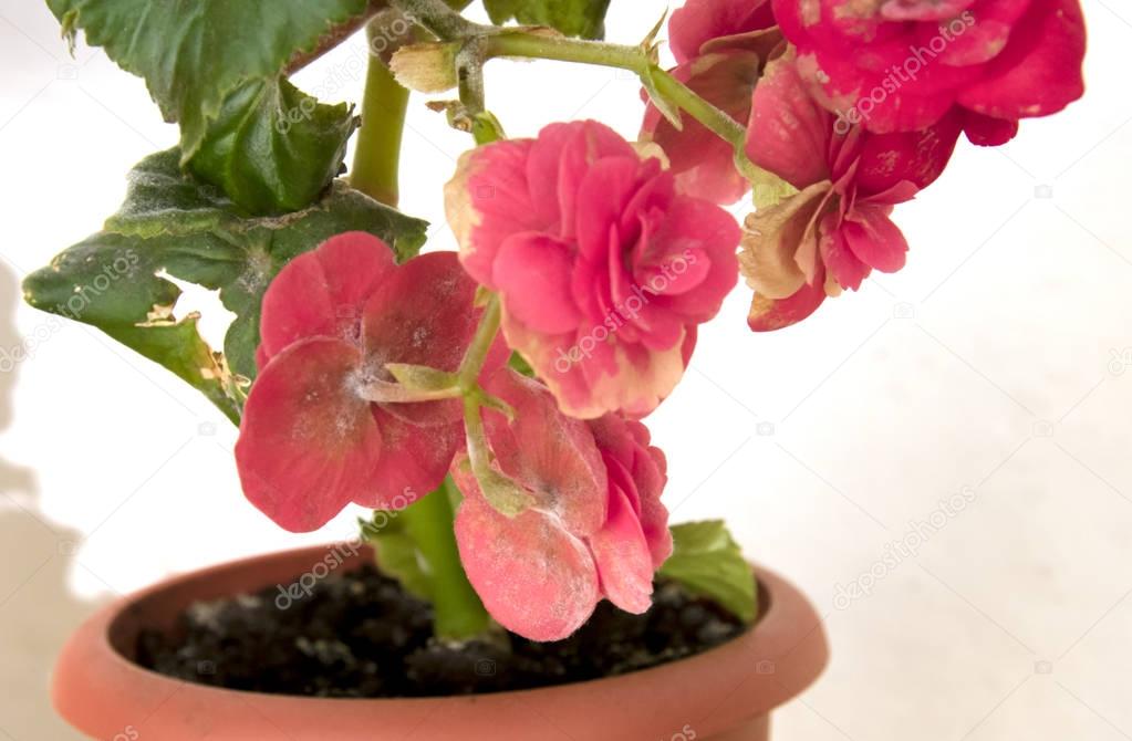 tender fresh pink begonia  terry flowers and petals  bush in a t
