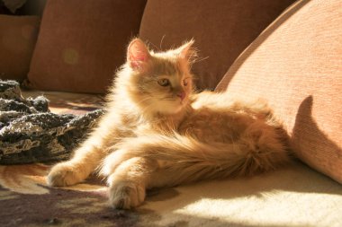 turuncu yastıklar arasında kanepede kırmızı kedi