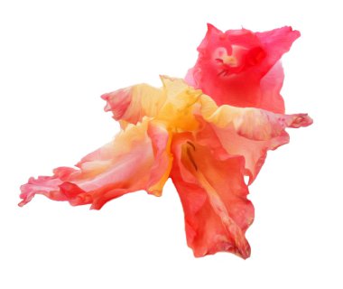 Beyaz dijital boyama izole Glayöl çiçek