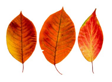 Yağ çekmek illüstrasyon kümesinin dağınık wolfberry, ha preslenmiş Kuru