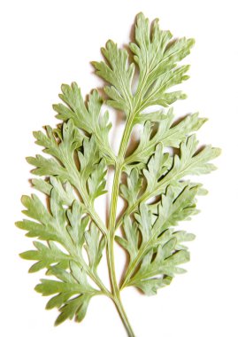 Yağ çekmek illüstrasyon kümesinin dağınık yeşil ot gr preslenmiş Kuru