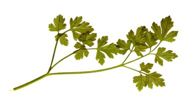 Yağ çekmek illüstrasyon kümesinin dağınık yeşil maydanoz preslenmiş Kuru